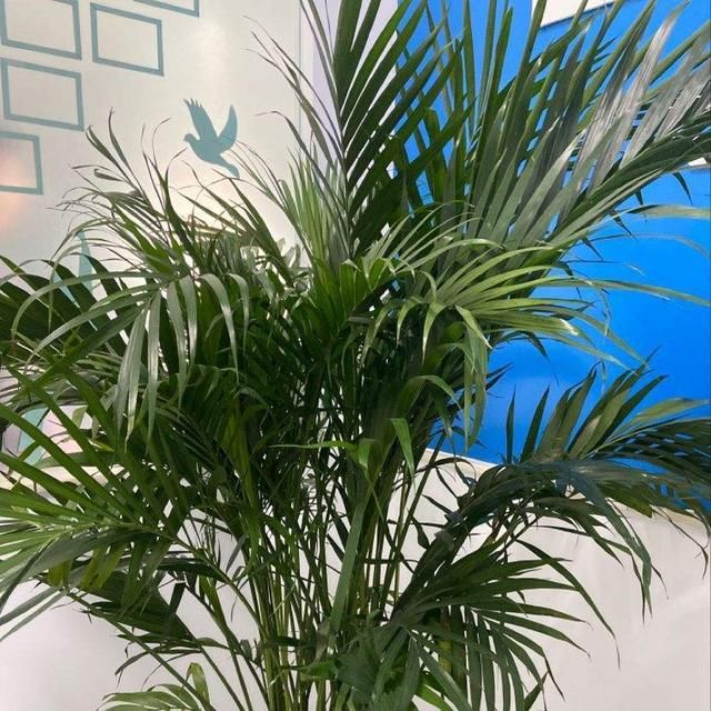  度过■最坚挺的植物就属散尾葵，一年四季不黄叶，给点水就绿得晃眼！