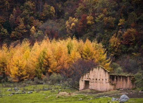 陕西深山藏着个“天然牧场”，风吹草低见牛羊，宛如世外桃源