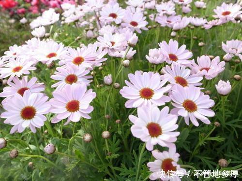 『主角』玛格丽特爆盆的小技巧在这里,春天的花园主角,还可以做棒棒糖!