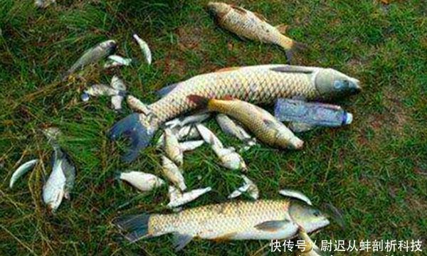  『钓法』野钓狠招数：双铅钓法和双铅跑铅钓组，刮风流水照样钓大鱼！