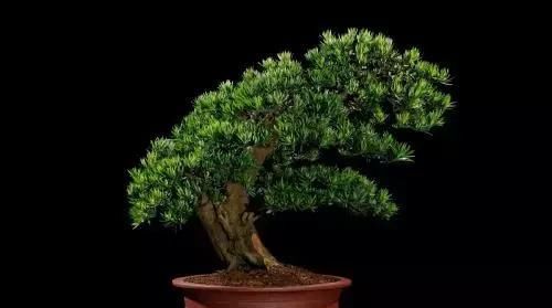  『适合』最适合懒人养的植物，好养易活又耐看，号称“养不死”，你家有吗？