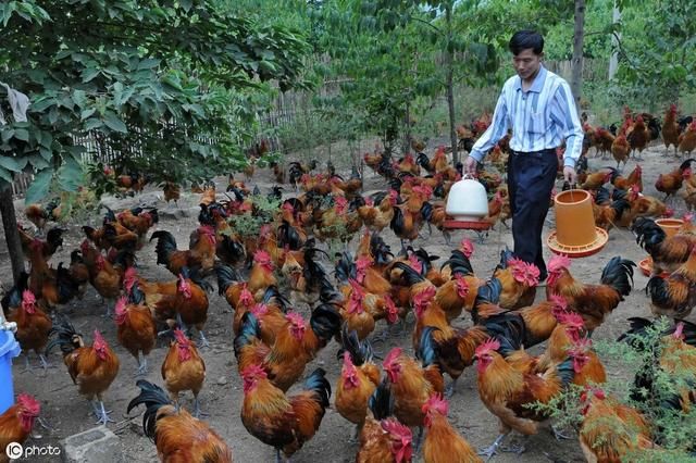 未来5年，农民养殖什么最赚钱？不是养猪，也不是养鸡