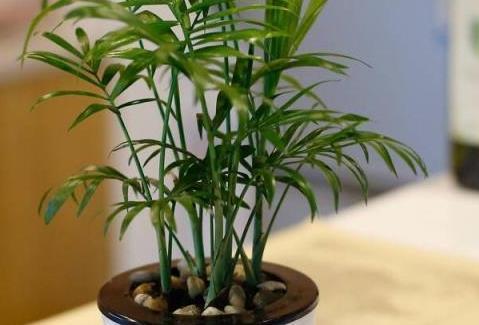  「能茁壮成长」这3种绿植可以说是天然的空气净化器，卫生间放一盆，异味都跑了