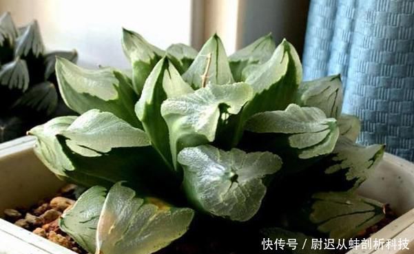  [盆栽]怎么养殖多肉盆栽长得快？3个小常识，让它比控水长得更好