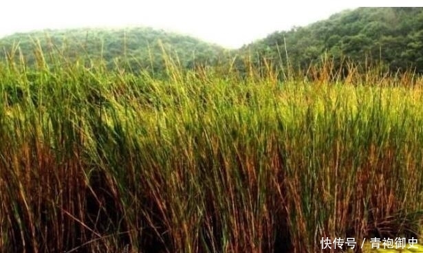 外来物种泛滥成灾，这次换中国头疼，连挖掘机都出动了