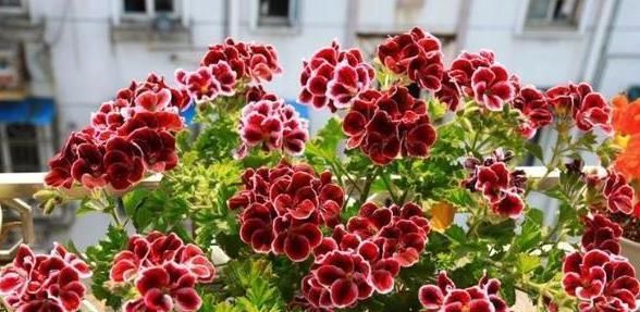  『盆栽』盆栽4种花卉植物,到5月就搬回屋,可避免叶片、花苞哗啦啦掉