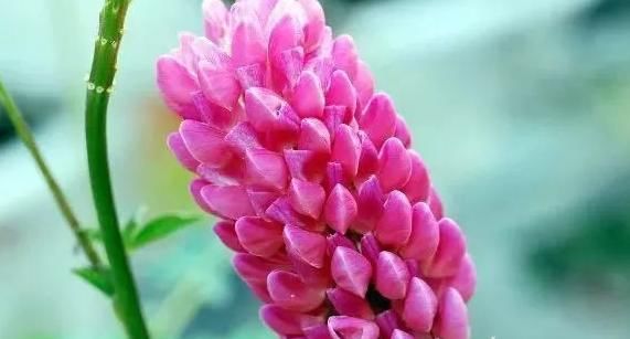  『停歇』“3种花”养家里，天天开花不停歇，成团成簇开满盆，好养又好看