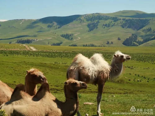 醉在托乎拉苏草原上