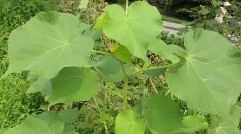「杂草」这种植物你认识吗?看似是“杂草”,其实用途有很多!