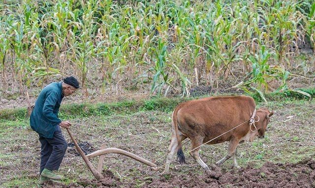 再过5年城里买房买车的农村人就会懊悔，因为3样才保值
