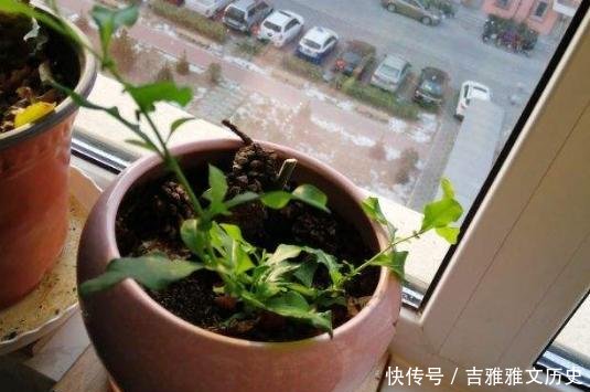  『开花』开花劳模就是它，开春狠心剪一剪，半个月就爆盆，不要心疼枝条！
