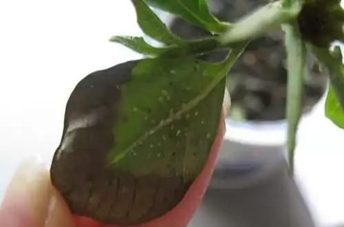  「栀子花」栀子花叶片发黄变黑还掉落怎么回事？这么养，养一盆挂一盆