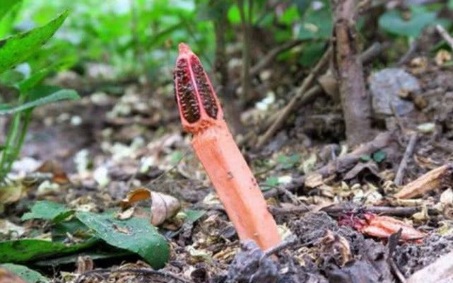 这种野生物，野外看到不要踩，现在极为珍贵，微毒勿食