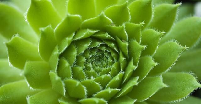  「变瘦要是你」多肉植物越长越“瘦”，八成是3个原因导致，及时解决快速变肥