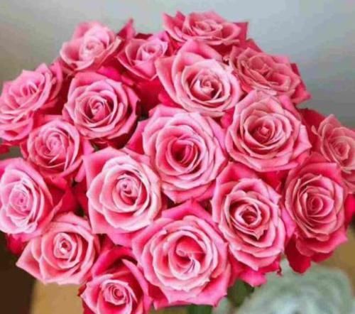  『清奇』“精品玫瑰”泰姬，花开如美姬，清奇美丽，可以说是养花必备！