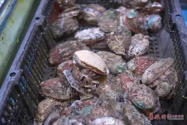 @青岛人 本周日青岛开海，最全海鲜选购攻略来袭