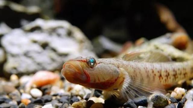  『生活环境』这一种观赏鱼不仅仅非常好看，又很好养，快学学饲养经验吧