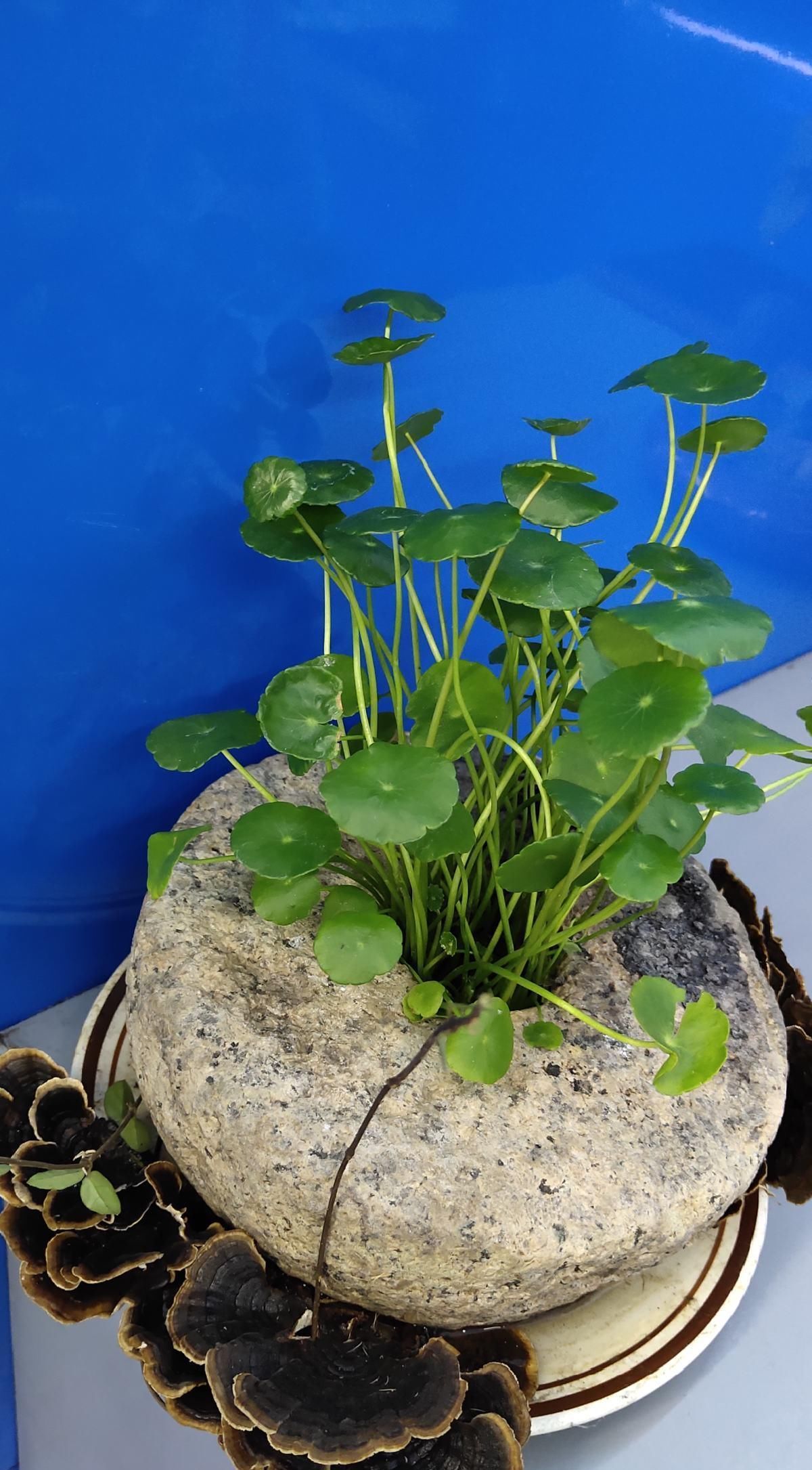  新芽■铜钱草终于发新芽，可是叶子却超小，学会施肥修剪就变拳头大！