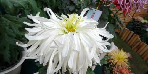  #桃花扇#喜欢菊花，就养盆“桃花系列”桃花扇，似桃花折扇，清新之美！