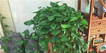  「绿萝」绿萝叶子黄了，十天浇一勺这“水”，嫩叶长99片，绿油油大又亮