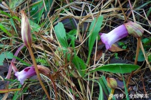  『人称』它极为珍贵，人称“东野菰草”，如今可遇不可求，遇见请重视！