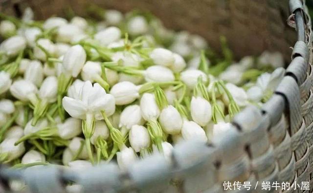 花香|夏天做好这3点,茉莉开花多花香重,家里满满的茉莉香