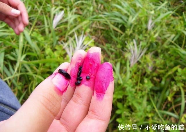  「果实」农村一大恶草，农民见到就砍掉，殊不知根似人参，果实