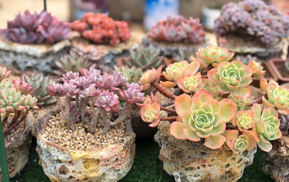  「浇错」5种花就怕乱浇水,浇错了不是黄叶就是烂根,更别指望开花了!