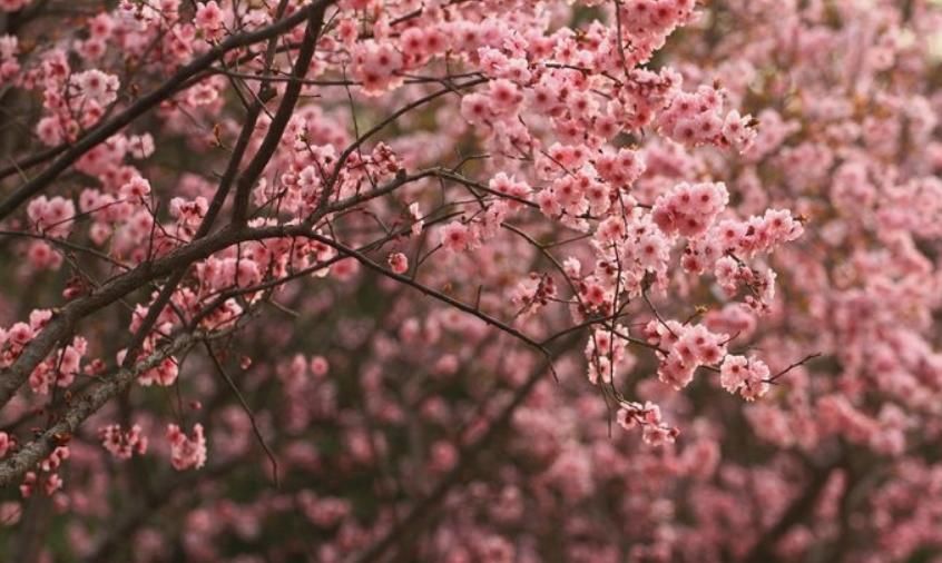  【红叶李】这6种植物，一到春天满树繁花，路过花瓣都能落头上！