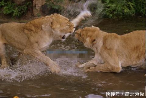 『打架』两只母狮一言不合就打架,上秒还在喝水,下秒就把同伴按进水里