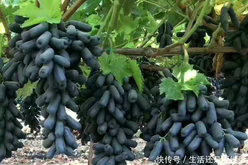 这农民种果中珍品1年赚100万 果15元1斤 亩产5000斤