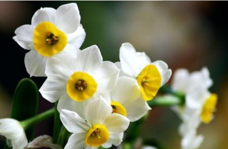  #花形#养花就养这四款，植株冠形丰满紧凑，花形优美，养在家里美不胜收