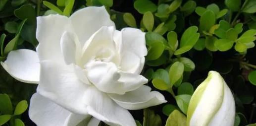 『栀子花』温馨阳台,就养这些花卉,夏天开花成花海,满屋浓香四溢,美爆了