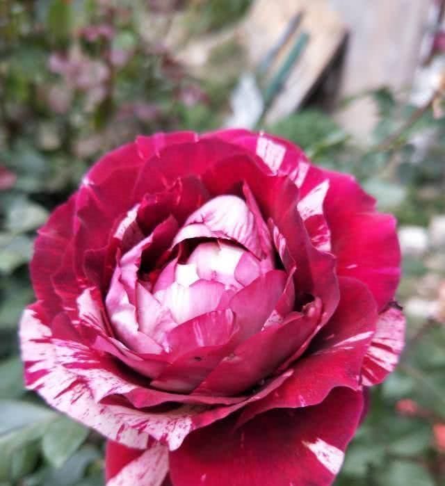  玫瑰：这花叫开花皇后，人家养的花朵硕大，自己养的开花越来越少怎么办