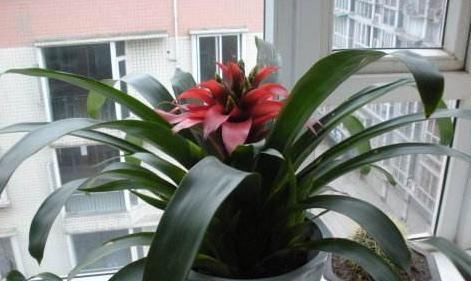  『蟹爪兰』'爱吃醋'的3种花卉，投其所好，枝叶茂盛，花朵娇艳漂亮