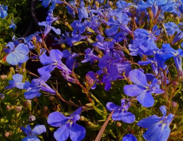  『小花』非常容易长爆盆的5种小花，懒人也能养出一片花海，霸占整个阳台