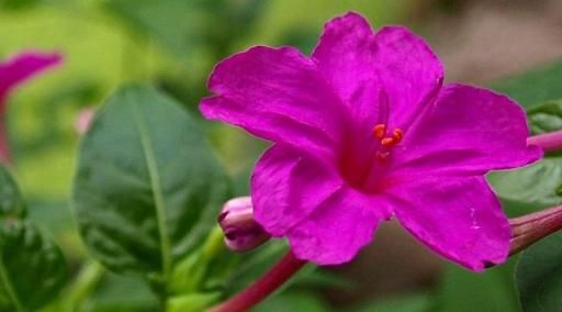  「常见」以前在农村里常见的一种花，此花名叫“地雷花”，殊不知还很珍贵