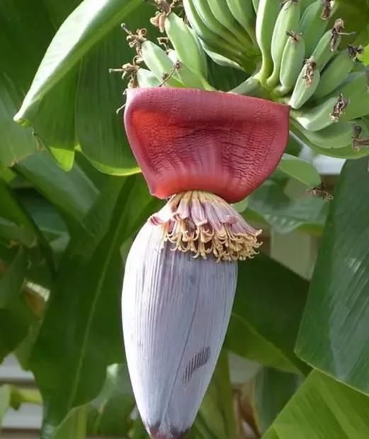  『植物』看到这些花，别说不认识，它们的果子你一定吃过！