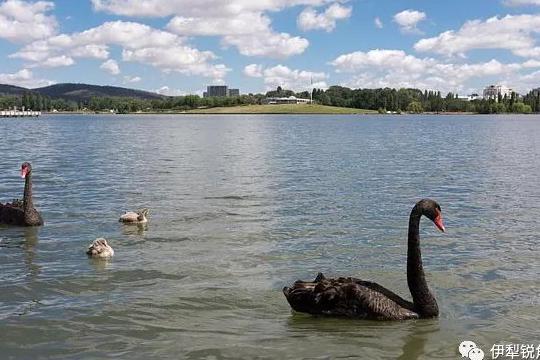 锐角散文沈祥宾｜｜天鹅泉