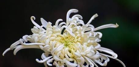  『养盆』喜欢菊花，不如养盆“菊中珍品”汉宫秋，似美人偏偏，绚丽典雅！