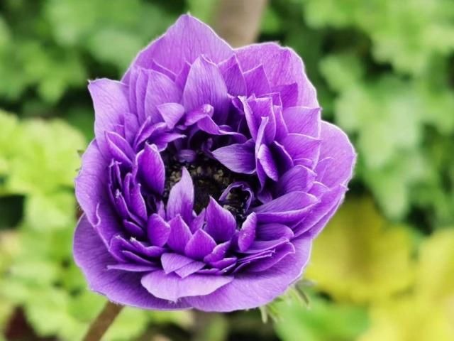 「适合」花朵娇艳的银莲花,开花比虞美人好看,适合新手养
