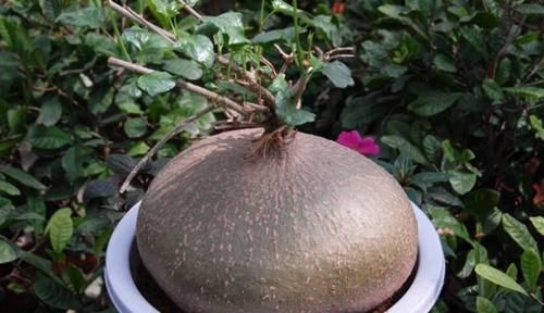  「种多肉植物」这些多肉植物非常珍贵，甚至有的从来没见过，你认识几种？