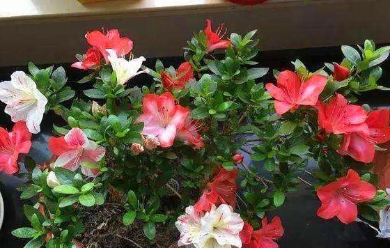  #兑水#药店的“2种”药片，兑水给花浇1浇，像打了“激素”，花开不断！