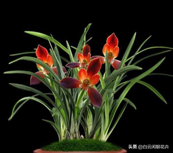  「难以形容」红河红有难以形容的美丽，而且颜值极高，俘获大批粉丝