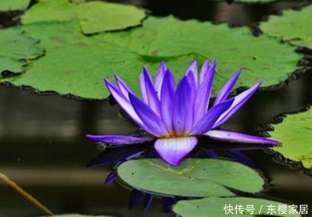 凌波仙子■世界上最娇贵的花之一,开花时美如凌波仙子,可惜花期短暂