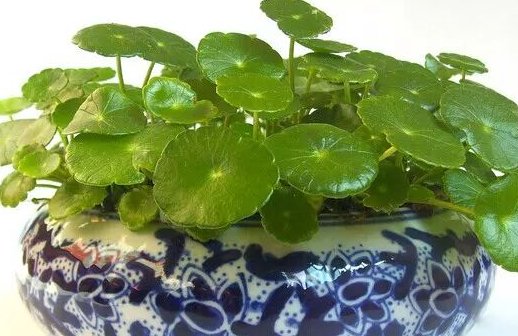 『往上窜』养铜钱草做好这三点,轻松爆满盆,叶片又大又圆,还蹭蹭蹭往上窜...