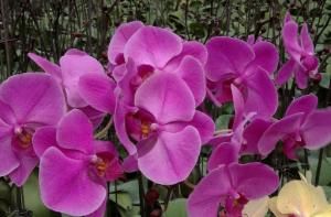  「花型」客厅养这5款小花，花朵雍容华贵，花型奇特美观，满屋香飘四溢