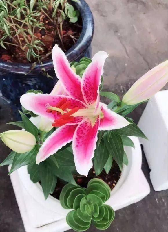  「植株开花之后」这几种花是优雅的代名词，养一盆家里全是优雅气息