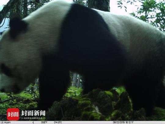尴尬了 大熊猫在四川勿角保护区被拍到“蹭屁股”