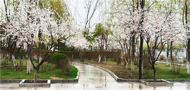  花儿：图集丨?花儿缀满枝头，醉了靖宇山城